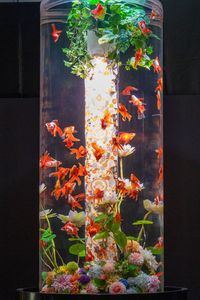 アートアクアリウム展名古屋