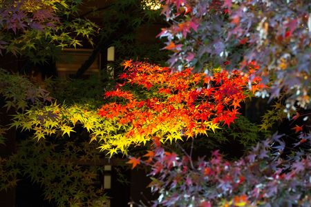 名古屋 徳川園の紅葉ライトアップ 2025年11月