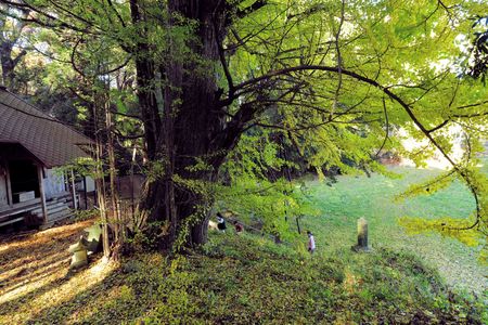 黄葉のささやき 