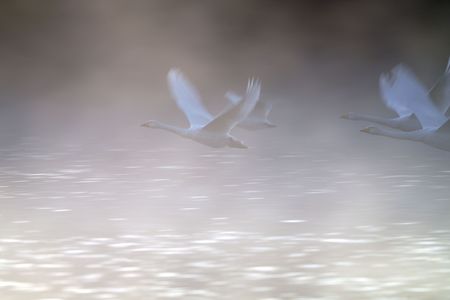 朝もやの中を飛ぶ