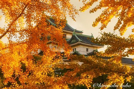 夕陽に光るイチョウと和歌山城