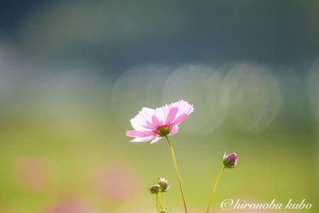 藤原宮跡コスモス