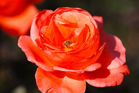 ミツバチと秋バラ