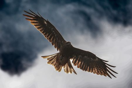 トビの滑空