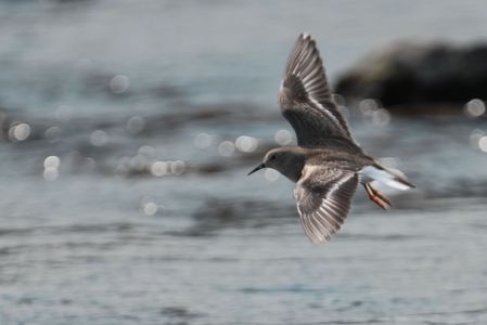 多摩川野鳥散歩