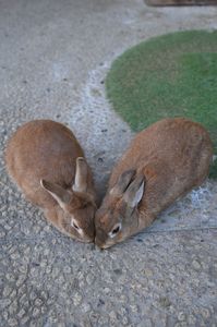 うさぎでハート