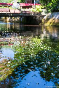 醒井宿　梅花藻