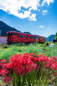 JR播但線　寺前駅北側のキハ41と彼岸花