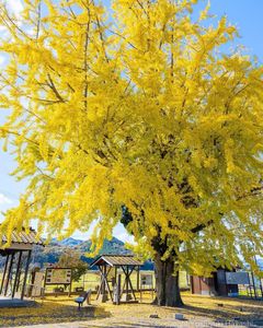 北条鉄道　網引駅　大銀杏