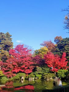 🍁もみじ公園（旧宝幢寺庭）