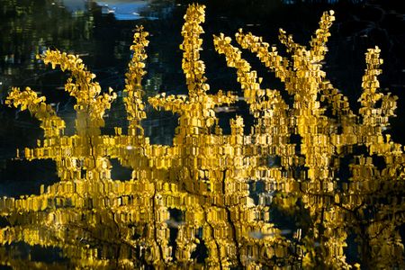 水面に映るイチョウの木