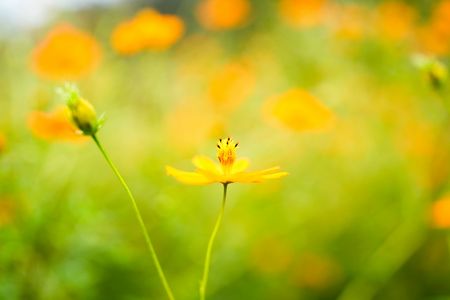 キバナコスモス