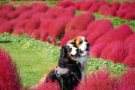 ゆにガーデンのコキア