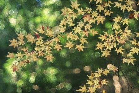 黄葉と木漏れ日