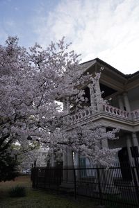 大阪市泉布観と満開の桜