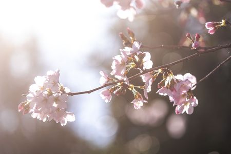 朝桜🌸