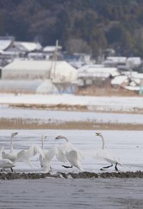 ハクチョウのダンス
