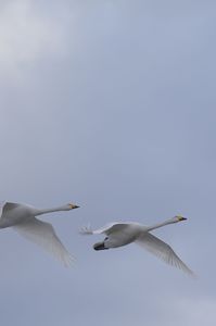 コハクチョウの群れ