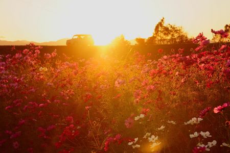 コスモス畑を進む