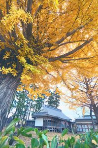 イチョウ彩る神社