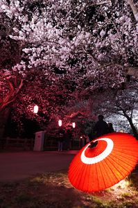 伝統と桜の光