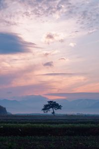 佇む木。空の光。