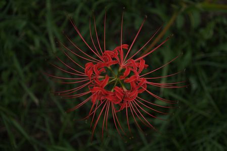 深緋色の線香花火