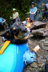 犬と焚き火