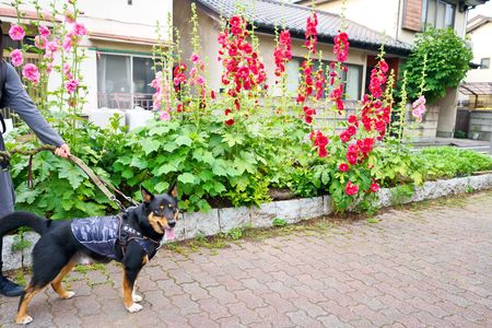 犬と立葵