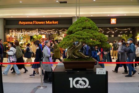 大宮　BONSAI   FES