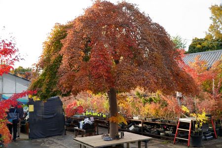 小林もみじ園にて