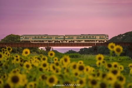 南の果てのひまわり畑