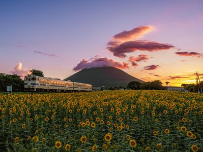 西大山駅ひまわり2025