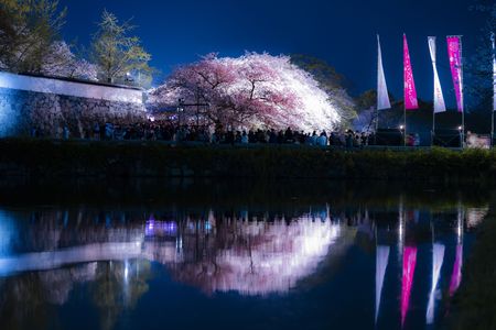 舞鶴公園(福岡城跡)の夜桜