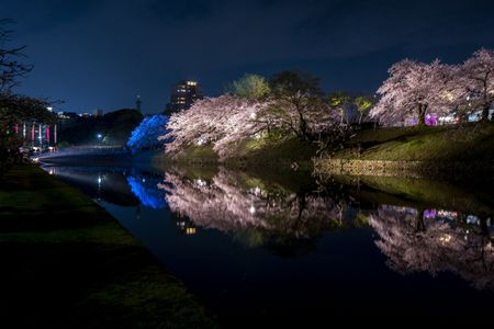 水面に映る夜桜