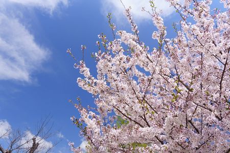 妙法寺川の桜
