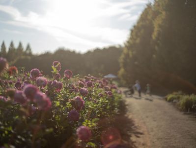 ダリアの花道