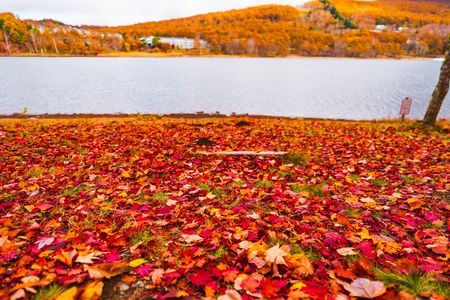 紅葉の絨毯と女神湖