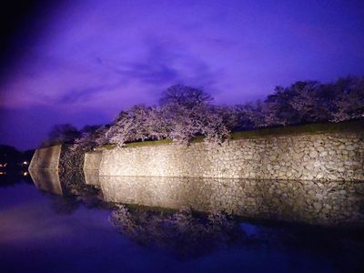 桜とお堀のライトアップ
