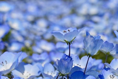 春の青　#フラワー2025#