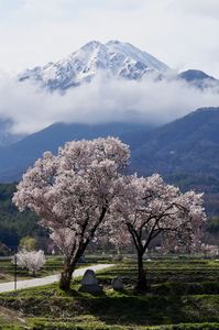 寄り添う、安曇野の春　#フラワー2025#