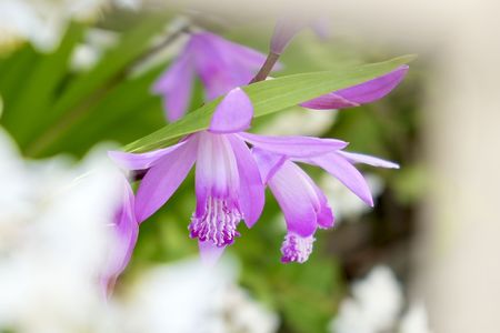 春の紫　#フラワー2025#