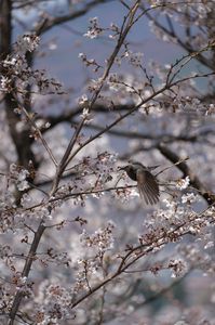 鳥の羽ばたきと桜の習作