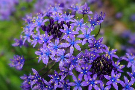 紫と青の調和 シラー・ペルビアナ