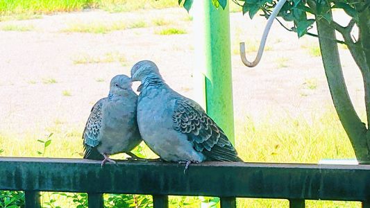 ラブラブなキジバトカップルLovely pheasant pigeon Couple