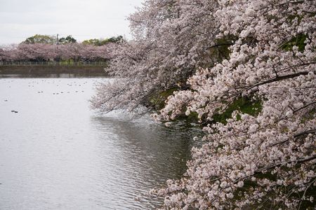 袖ヶ浦公園の満開の桜