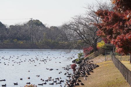散歩する公園の、晩秋～初冬の今！