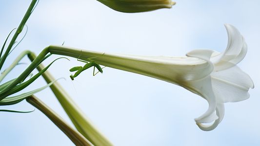 擬態?それとも