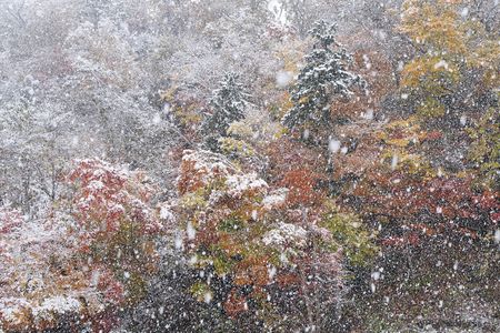 紅葉と雪