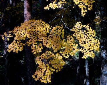 紅葉　羽ばたく